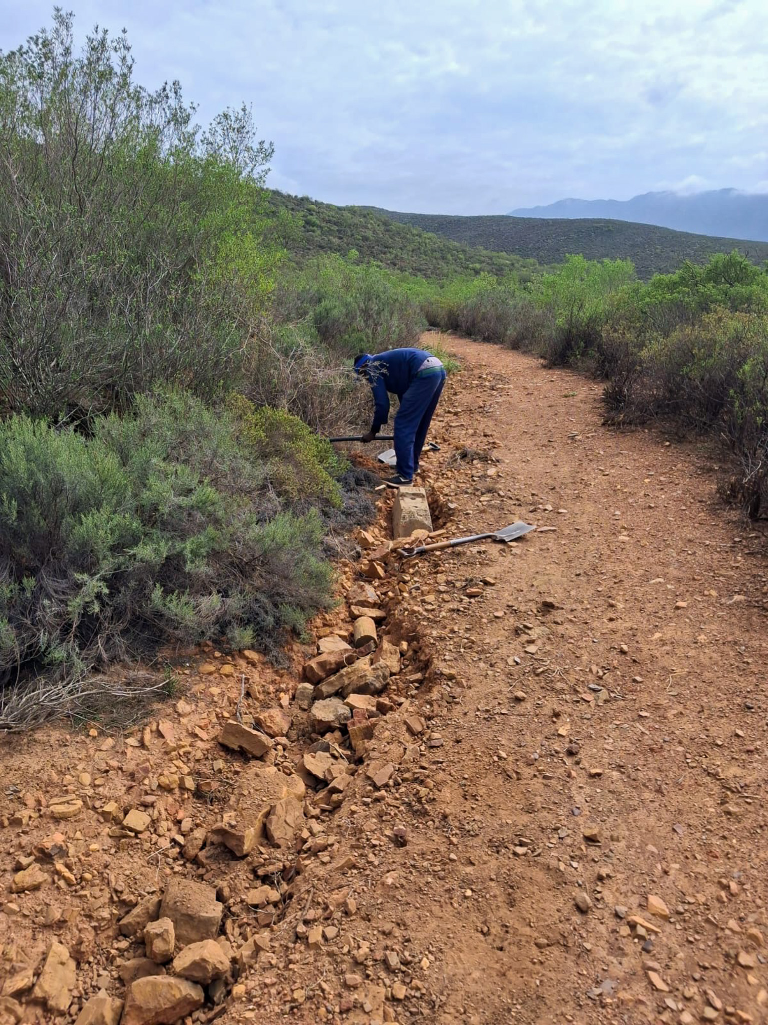 A BreedeXplore trail builder hand-cutting rock armouring on a single-track trail in the Cape fynbos